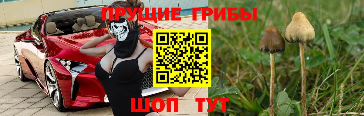 Воткинск  Псилоцибиновые грибы Cubensis  Вход с VPN 